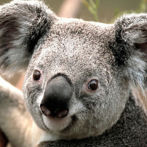 Meet your Posher, Joseph